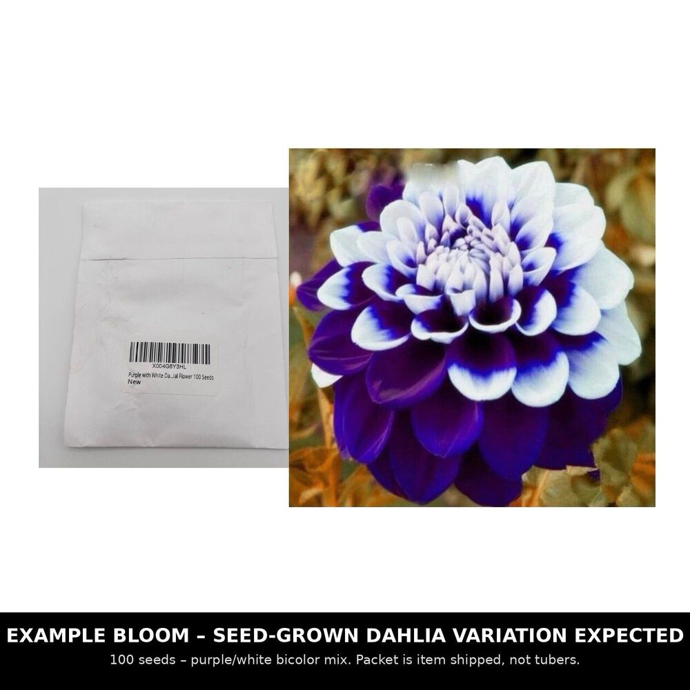 Purple White Dahlia Seeds 100 Pcs Bicolor Dahlia Flower Heirloom